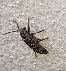 Apomecyna binubila binubila