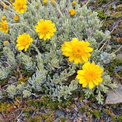 Senecio argyreus