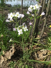 Cardamine pratensis