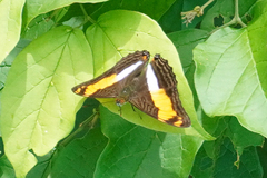 Adelpha phylaca pseudaethalia