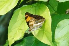 Adelpha phylaca pseudaethalia
