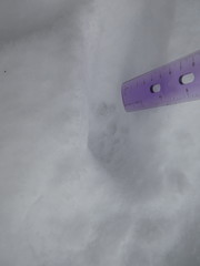 Lynx rufus