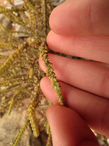 Crassula muscosa