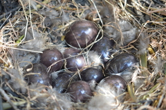 Nothoprocta perdicaria