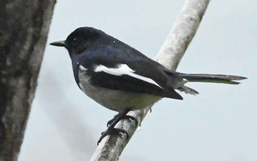 Oriental Magpie-Robin