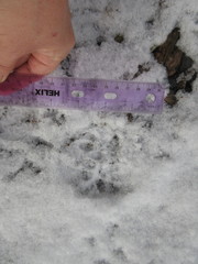 Lynx rufus