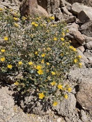 Mentzelia puberula