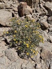 Mentzelia puberula