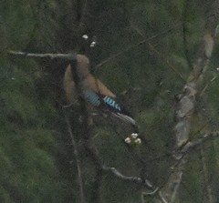 Garrulus glandarius sinensis