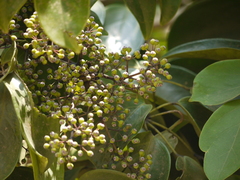 Heptapleurum venulosum