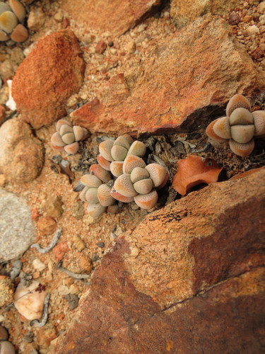 Crassula tecta