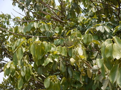 Heptapleurum venulosum