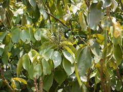 Heptapleurum venulosum