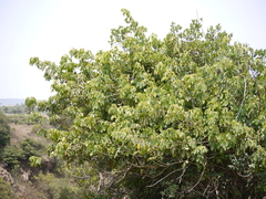 Heptapleurum venulosum