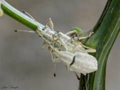 Naupactus albidus