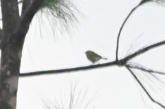 Abroscopus albogularis