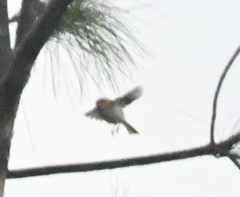 Abroscopus albogularis