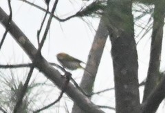 Abroscopus albogularis