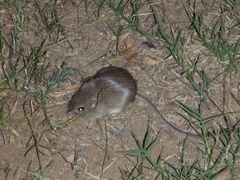 Chaetodipus baileyi