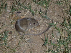 Chaetodipus baileyi