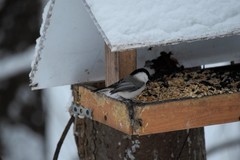 Poecile montanus