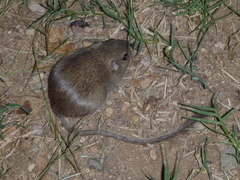 Chaetodipus baileyi