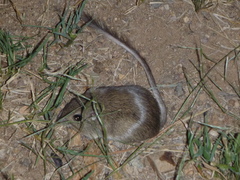 Chaetodipus baileyi