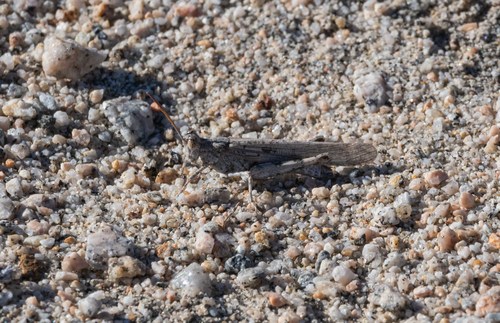 Alkali Grasshopper photo 5