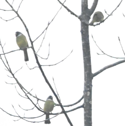 Collared Finchbill