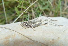 Montana stricta