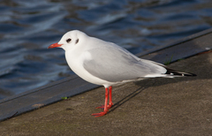 Chroicocephalus ridibundus