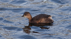 Tachybaptus ruficollis