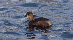 Tachybaptus ruficollis