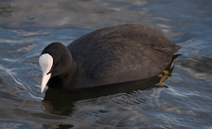 Fulica atra