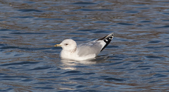 Larus canus