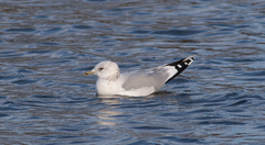 Larus canus