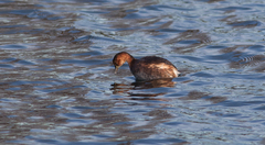 Tachybaptus ruficollis
