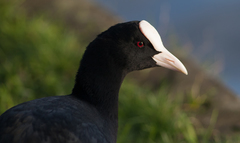 Fulica atra