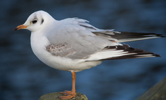 Chroicocephalus ridibundus