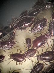 Neotoxoptera