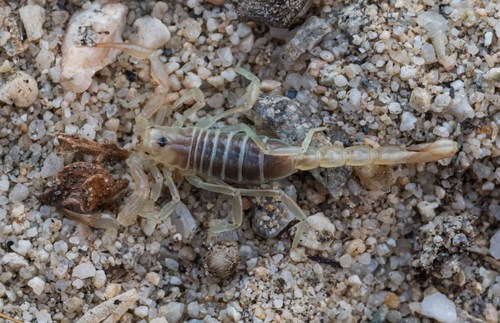 goldendwarf sand scorpion