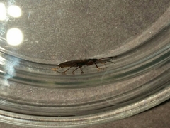 Gastrodes