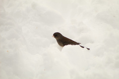 Junco hyemalis