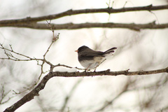 Junco hyemalis