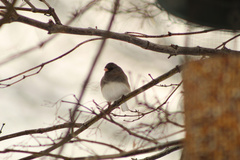 Junco hyemalis