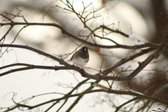 Junco hyemalis