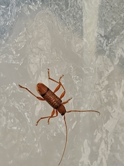 Xuthodes punctipennis