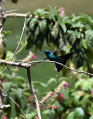 Colibri