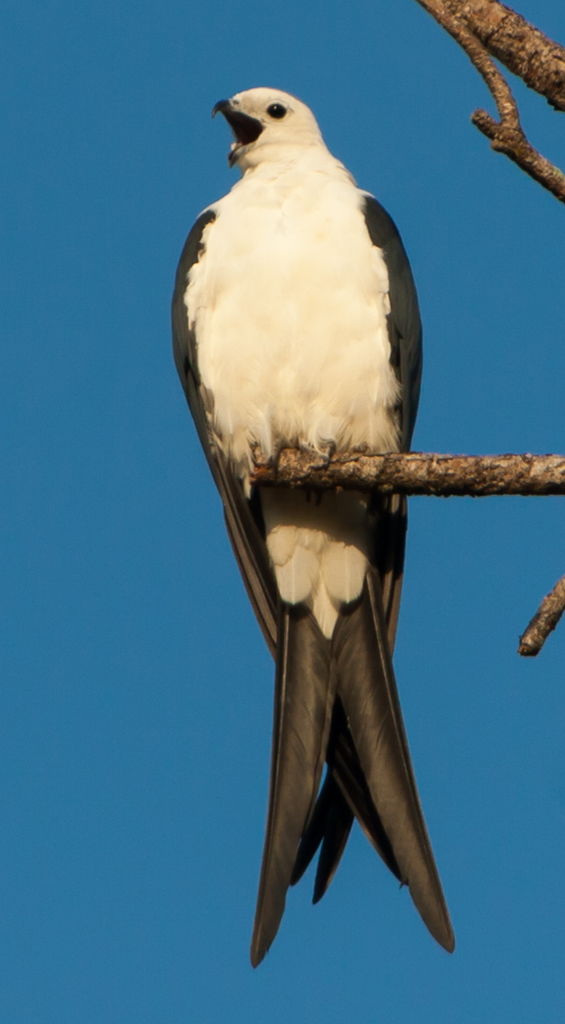 Swallow-tailed Kite