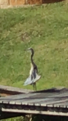 Ardea herodias